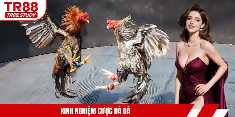 Kinh nghiệm cược đá gà