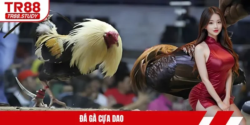 đá gà cựa dao