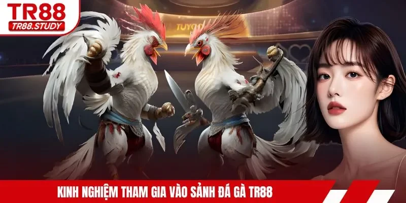 Kinh nghiệm tham gia vào sảnh đá gà TR88